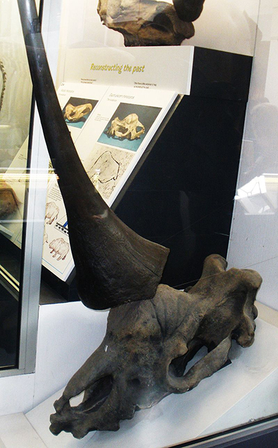Cráneo de Elasmotherium Sibiricum. Foto: Wikimedia Commons.